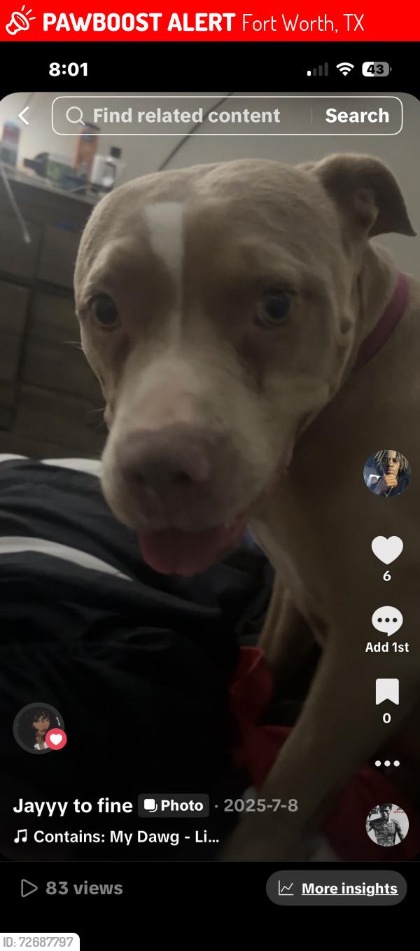 Lost Female Dog last seen Echo point , Fort Worth, TX 76123