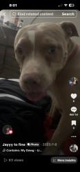 Lost Female Dog last seen Echo point , Fort Worth, TX 76123