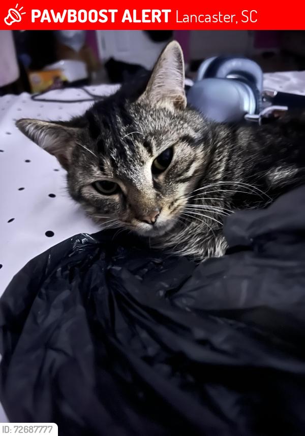 Lost Male Cat last seen Arrowood Ave street by main road , Lancaster, SC 29720