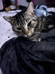 Lost Male Cat last seen Arrowood Ave street by main road , Lancaster, SC 29720