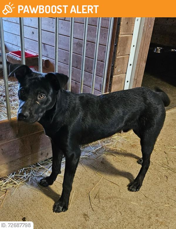 Found/Stray Male Dog last seen Near the bridge/ Chehalis river, Thurston County, WA 98531