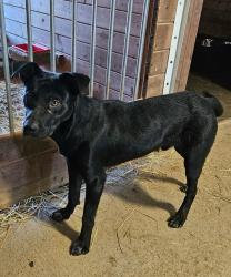 Found/Stray Male Dog last seen Near the bridge/ Chehalis river, Thurston County, WA 98531