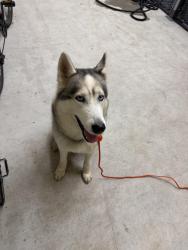 Found/Stray Male Dog last seen Hwy 36 and Hacienda, Bellville, TX 77418