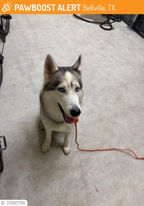 Found/Stray Male Dog last seen Hwy 36 and Hacienda, Bellville, TX 77418