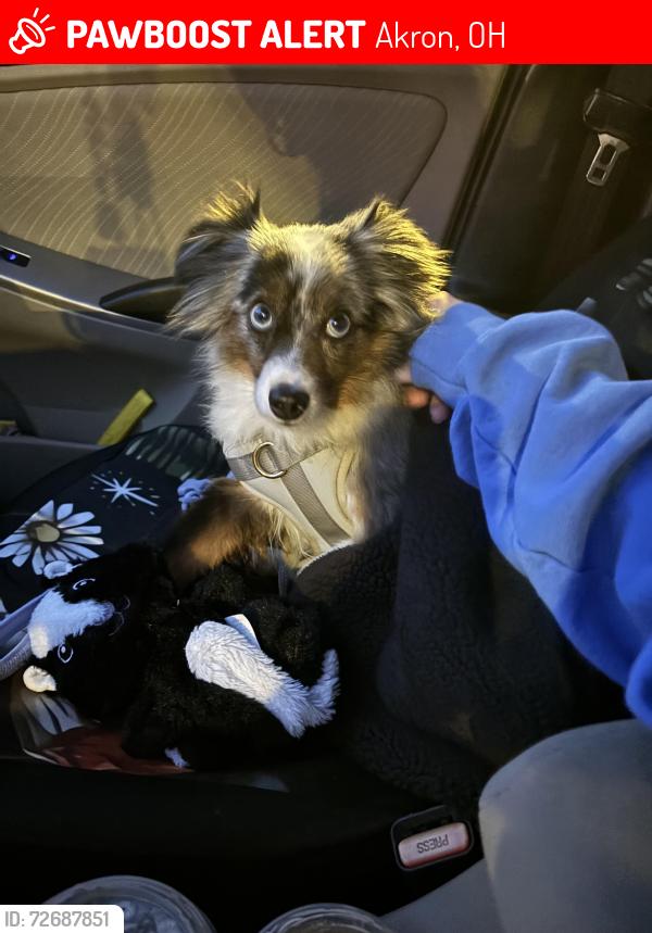 Lost Male Dog last seen Merriman rd/ Chitty Ave, Akron, OH 44303