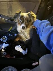 Lost Male Dog last seen Merriman rd/ Chitty Ave, Akron, OH 44303