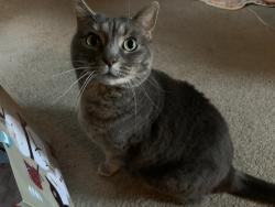 Lost Female Cat last seen Marcella Dr, Covington, KY 41011