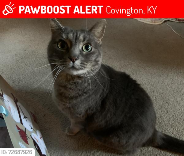 Lost Female Cat last seen Marcella Dr, Covington, KY 41011