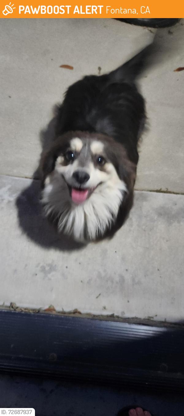 Found/Stray Female Dog last seen Oleander, Fontana, CA 92335