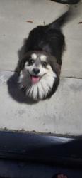 Found/Stray Female Dog last seen Oleander, Fontana, CA 92335