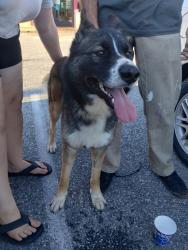 Found/Stray Male Dog last seen Auburn ravine , Auburn, CA 95603