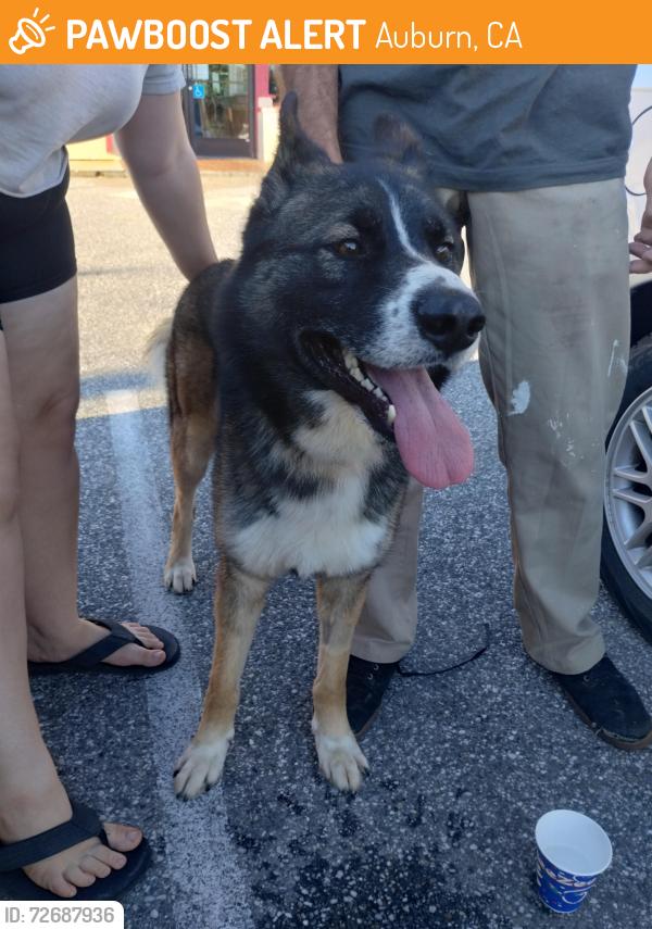 Found/Stray Male Dog last seen Auburn ravine , Auburn, CA 95603
