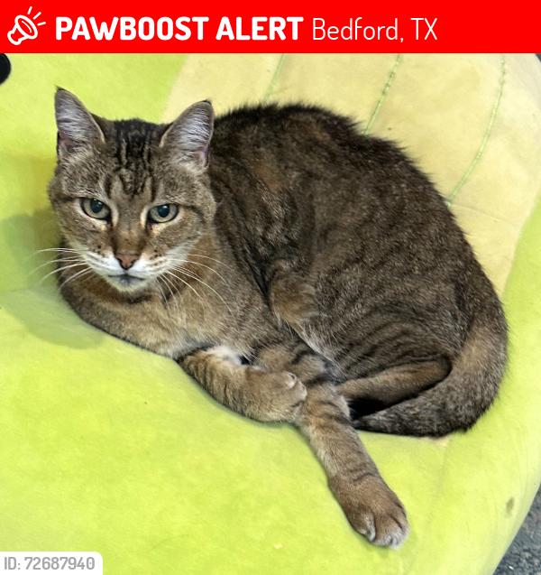 Lost Female Cat last seen Brown trail, Bedford, TX 76021