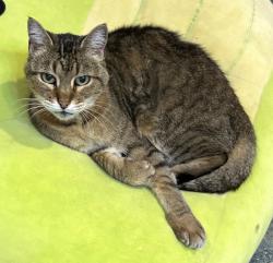 Lost Female Cat last seen Brown trail, Bedford, TX 76021