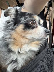 Found/Stray Male Dog last seen Lena and 130th, Cleveland, OH 44114
