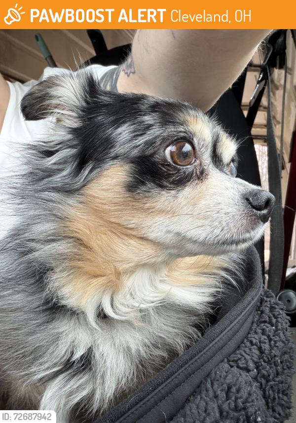 Found/Stray Male Dog last seen Lena and 130th, Cleveland, OH 44114