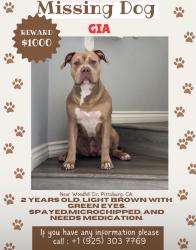 Lost Female Dog last seen Woodhill r, Pittsburg, CA 94565