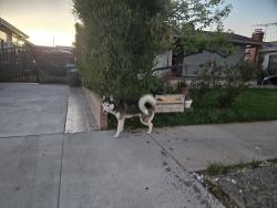 Found/Stray Male Dog last seen Madison and Beverly , Montebello, CA 90640