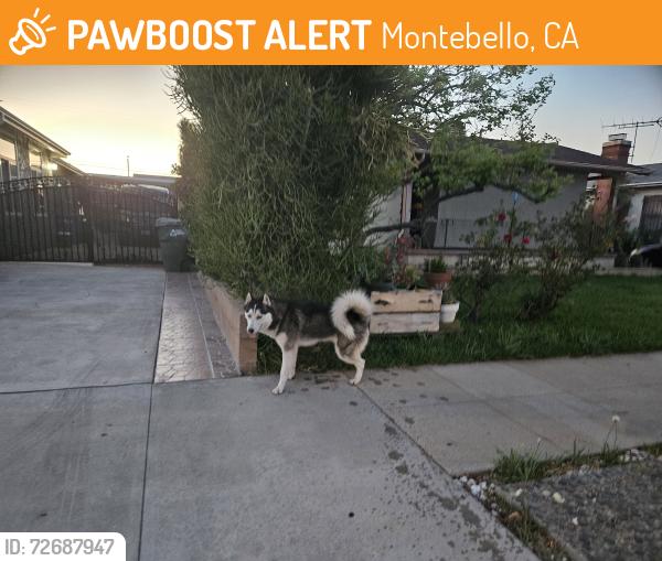 Found/Stray Male Dog last seen Madison and Beverly , Montebello, CA 90640