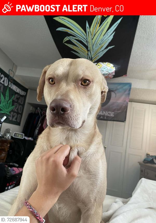 Lost Male Dog last seen Was taken out of the bedroom window from lot 221 in front range mobile  park, Denver, CO 80234