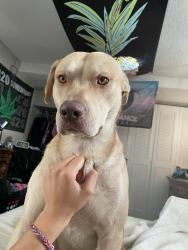 Lost Male Dog last seen Was taken out of the bedroom window from lot 221 in front range mobile  park, Denver, CO 80234