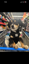 Lost Male Dog last seen Kingsman and 95th, Tolleson, AZ 85353