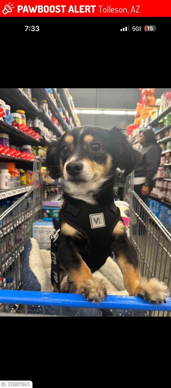 Lost Male Dog last seen Kingsman and 95th, Tolleson, AZ 85353