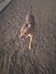 Found/Stray Female Dog last seen Dog park, Denver, CO 80249