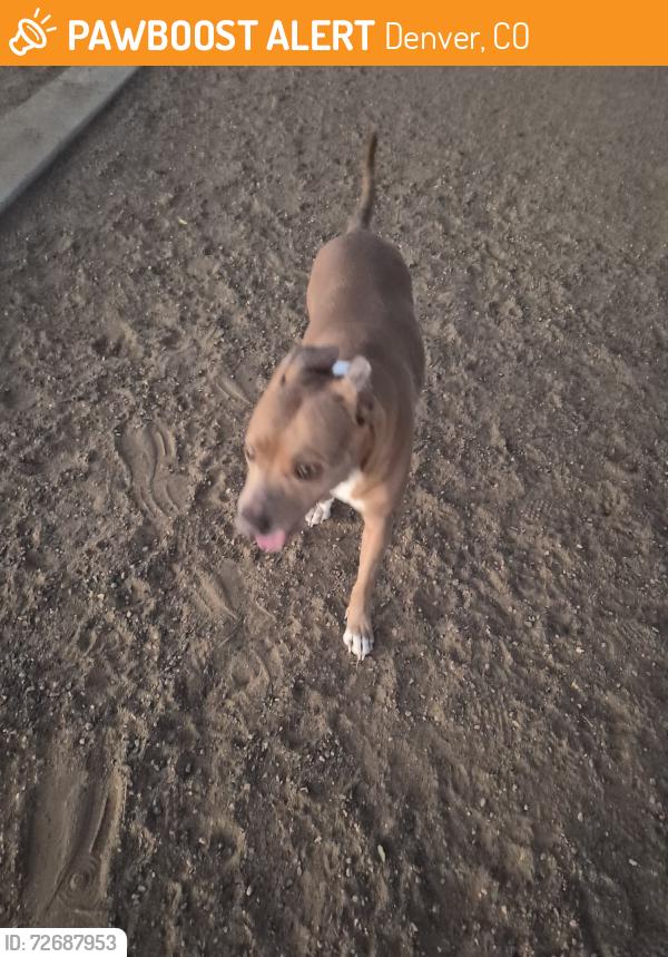 Found/Stray Female Dog last seen Dog park, Denver, CO 80249