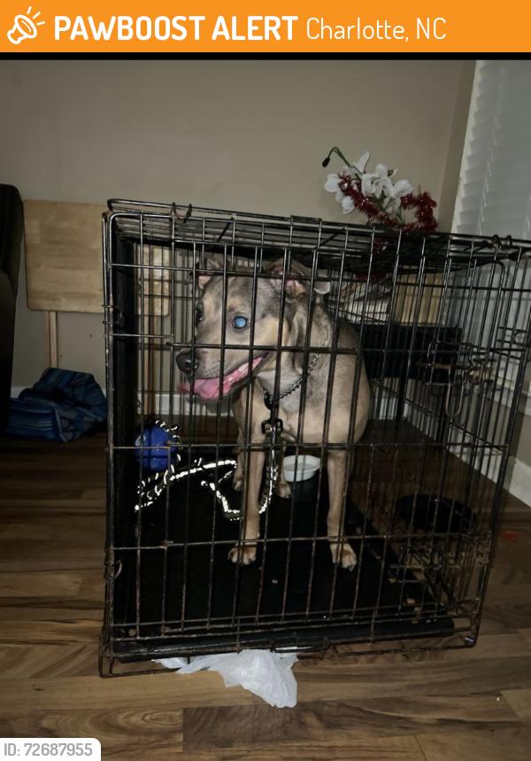 Found/Stray Female Dog last seen Pawley Dr , Charlotte, NC 28214