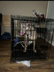 Found/Stray Female Dog last seen Pawley Dr , Charlotte, NC 28214