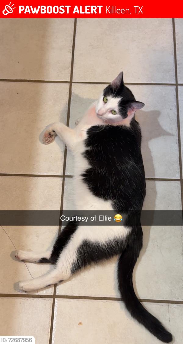 Lost Male Cat last seen Jake S Dr, Killeen, TX 76549
