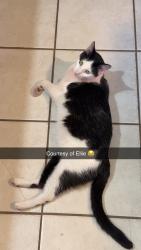 Lost Male Cat last seen Jake S Dr, Killeen, TX 76549