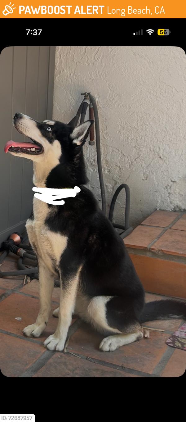 Found/Stray Female Dog last seen Temple and Hile ave, Long Beach, CA 90804