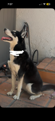 Found/Stray Female Dog last seen Temple and Hile ave, Long Beach, CA 90804