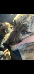 Lost Male Dog last seen Gun club and isleta , Albuquerque, NM 87105