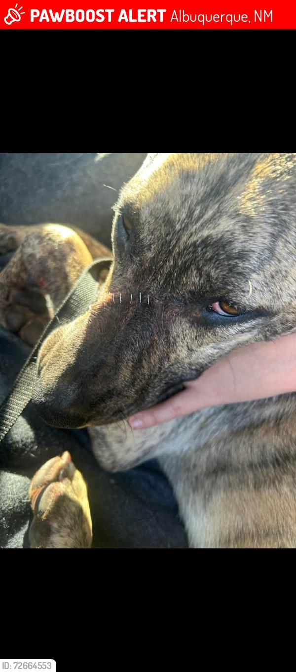 Lost Male Dog last seen Gun club and isleta , Albuquerque, NM 87105