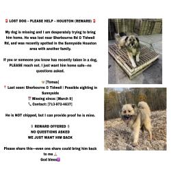 Lost Male Dog last seen Sunnyside near the airport , Houston, TX 77051