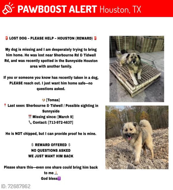 Lost Male Dog last seen Sunnyside near the airport , Houston, TX 77051