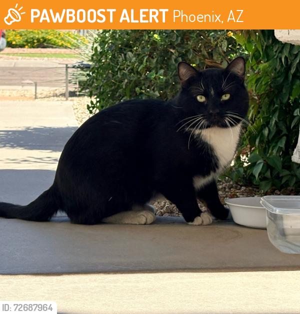 Found/Stray Unknown Cat last seen 48th Street and Knox Rd, Phoenix, AZ 85044