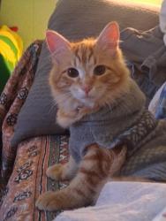 Lost Male Cat last seen Gothard street right next to oceanview high-school , Huntington Beach, CA 92647