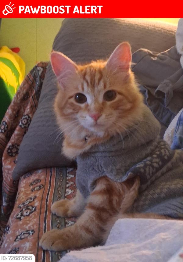 Lost Male Cat last seen Gothard street right next to oceanview high-school , Huntington Beach, CA 92647