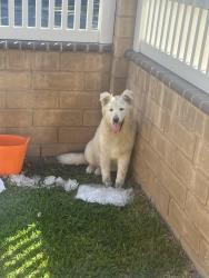 Found/Stray Male Dog last seen Beach & Whittier, La Habra, CA 90631