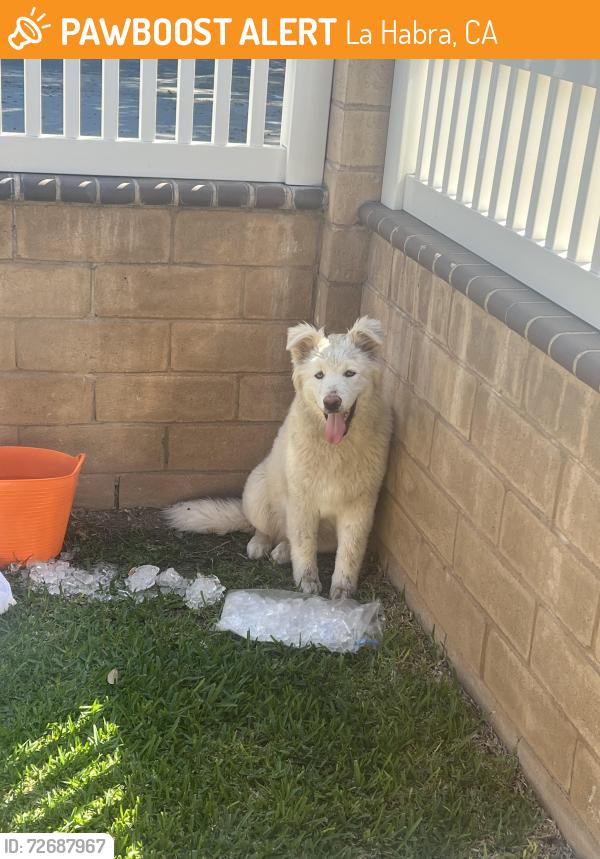 Found/Stray Male Dog last seen Beach & Whittier, La Habra, CA 90631