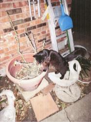 Lost Male Cat last seen Jaylen / Murphy, Corpus Christi, TX 78409