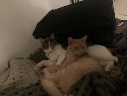 Lost Male Cat last seen grande st, Oxnard ca, Oxnard, CA 93036