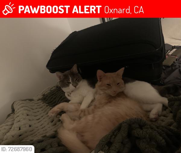 Lost Male Cat last seen grande st, Oxnard ca, Oxnard, CA 93036