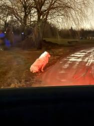 Found/Stray Unknown Dog last seen Burnhamthorpe road and William Halton Parkway, Oakville, ON 