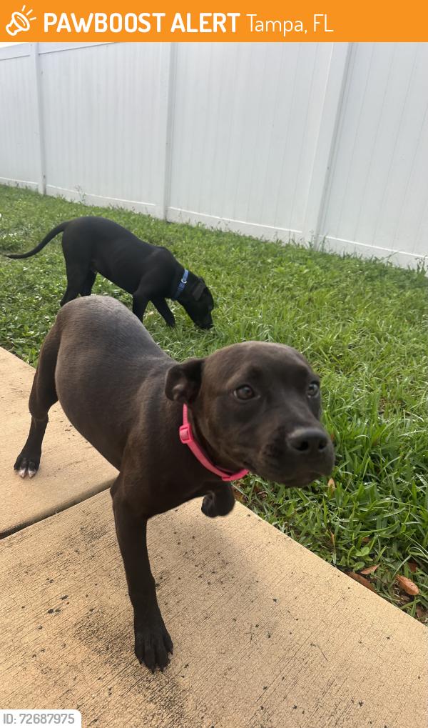 Found/Stray Female Dog last seen N Habana Ave , Beach st , Tampa, FL 33607