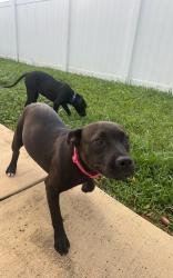 Found/Stray Female Dog last seen N Habana Ave , Beach st , Tampa, FL 33607